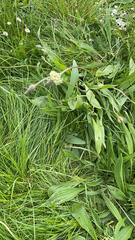 Plantago lanceolata