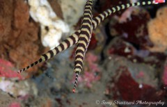 Dunckerocampus dactyliophorus