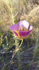 Calochortus plummerae