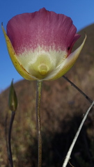 Calochortus plummerae
