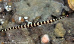 Dunckerocampus dactyliophorus