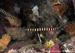 Dunckerocampus dactyliophorus