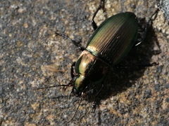Poecilus versicolor