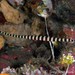 Banded Pipefish - Photo (c) Tony Strazzari, some rights reserved (CC BY-NC), uploaded by Tony Strazzari