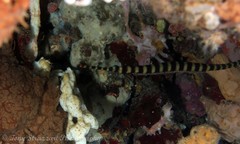 Dunckerocampus dactyliophorus