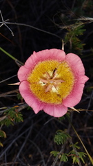Calochortus plummerae