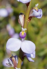 Comesperma scoparium