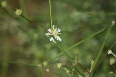 Pycnocomon rutifolium