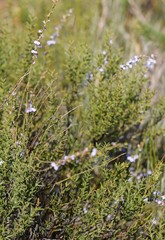Comesperma scoparium