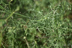 Pycnocomon rutifolium
