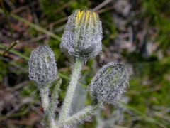 Hieracium tomentosum
