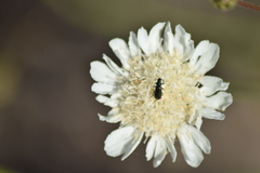 Pycnocomon rutifolium