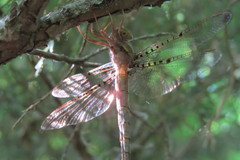 Neurocordulia molesta