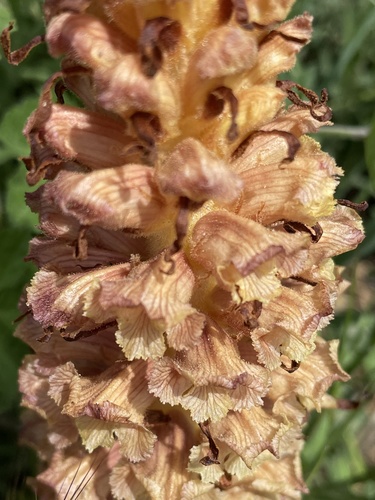 Slender broomrape (Orobanche leptantha)