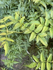 Magnoliopsida