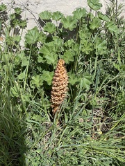 Orobanche leptantha