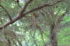 Neurocordulia molesta