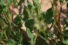 Rumex roseus