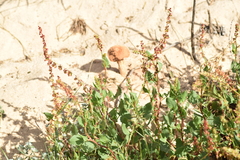 Rumex roseus