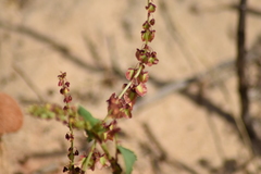 Rumex roseus