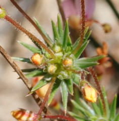 Stylidium cygnorum