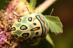 Sphaerocoris annulus