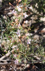 Stylidium cygnorum