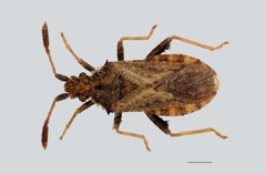 Strobilotoma typhaecornis