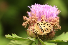 Sphaerocoris annulus