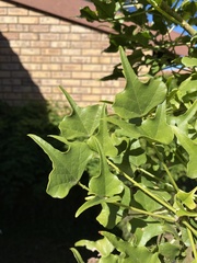 Magnoliopsida