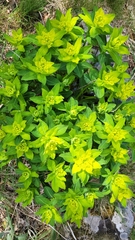 Euphorbia hyberna