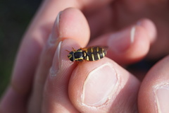 Xanthogramma citrofasciatum