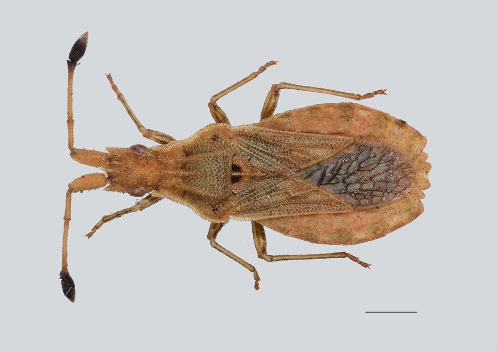 Spathocera lobata