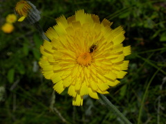 Hieracium tomentosum