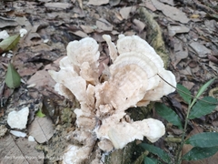 Climacodon dubitativus