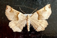 Artemidora