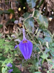 Brillantaisia lamium