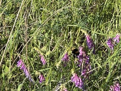 Bombus pensylvanicus