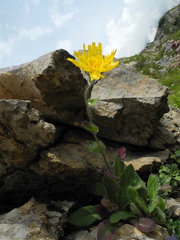 Hieracium villosum