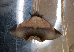 Psimada quadripennis