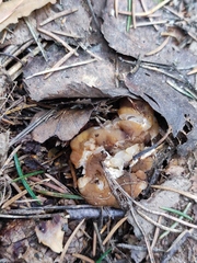 Gyromitra gigas