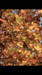 Smilax anceps
