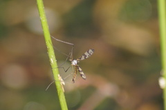 Idioptera linnei