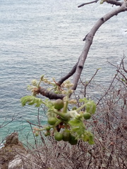 Bursera tomentosa