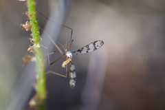 Idioptera linnei