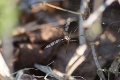 Idioptera linnei