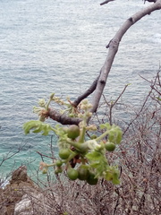 Bursera tomentosa