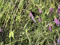 Bombus pensylvanicus