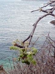 Bursera tomentosa