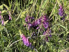Bombus pensylvanicus